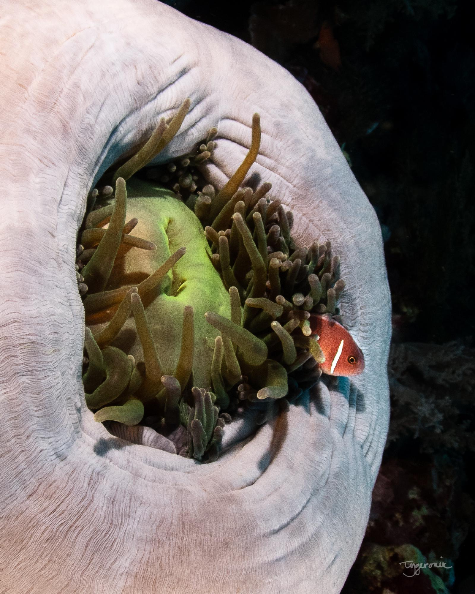 Anemone City