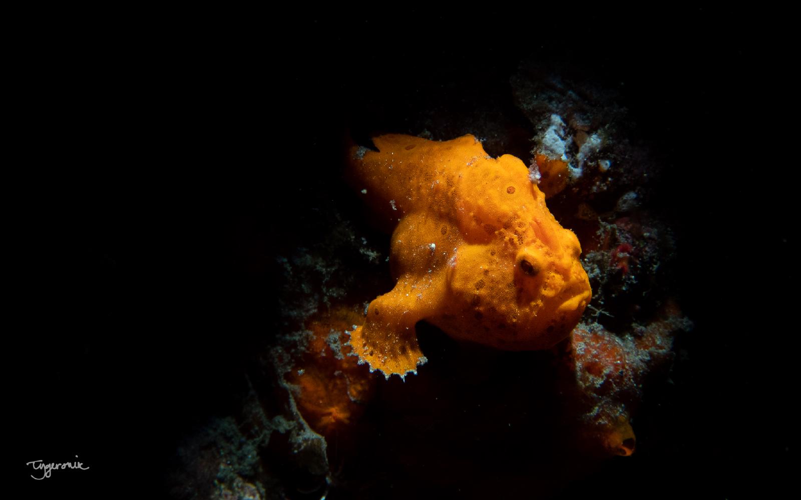 Frogfish