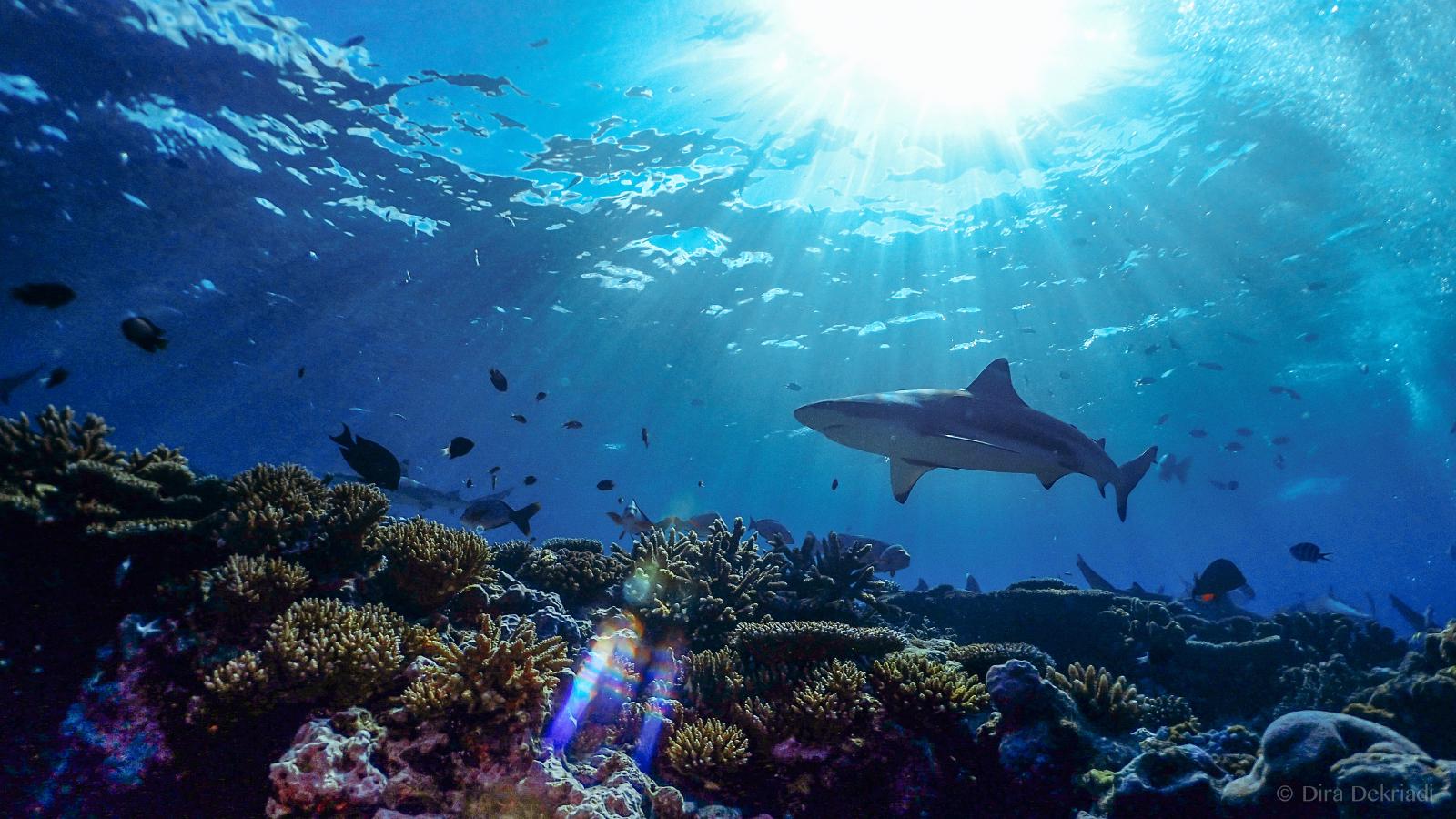 Shark Reef