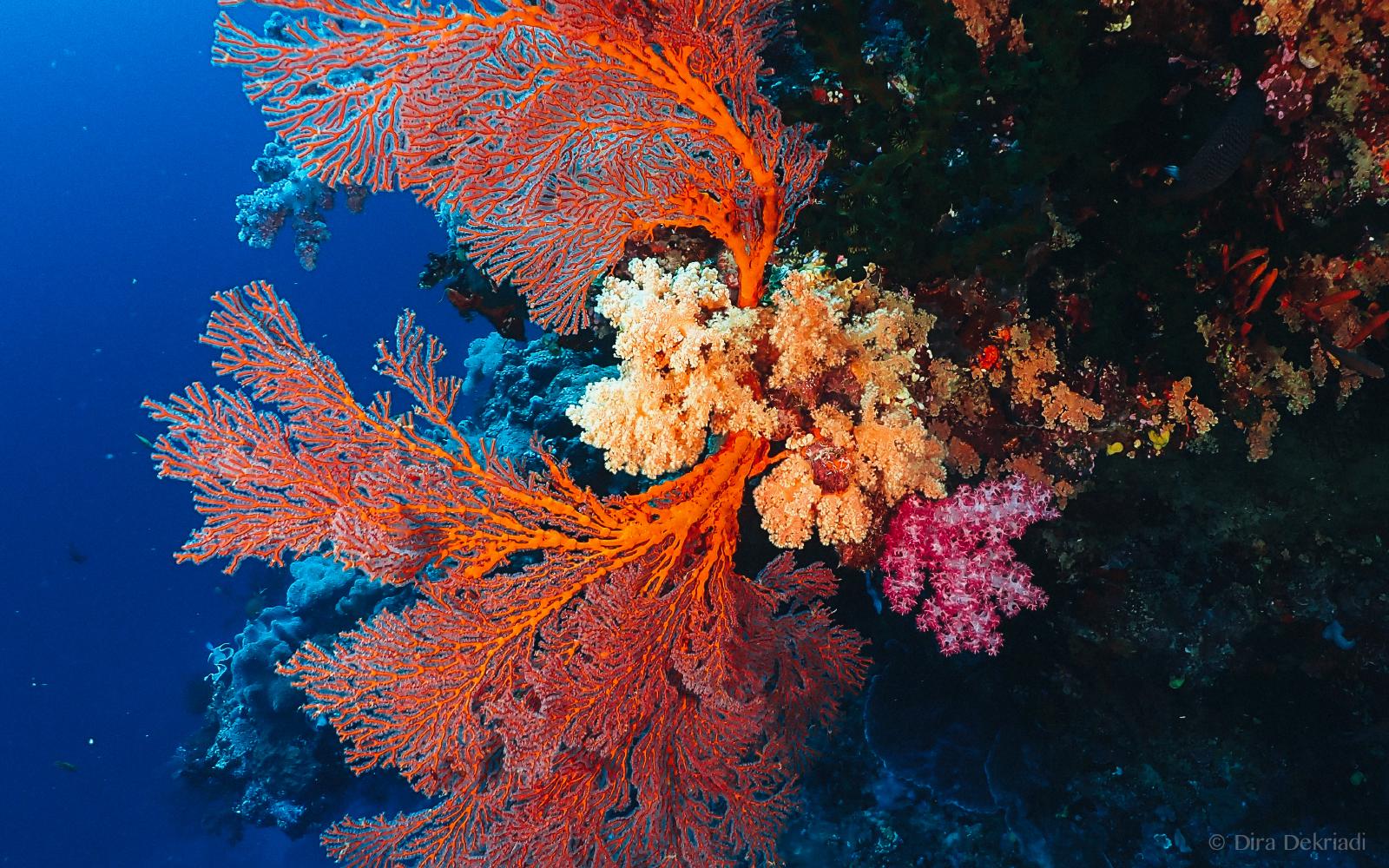 Coral Bouquet