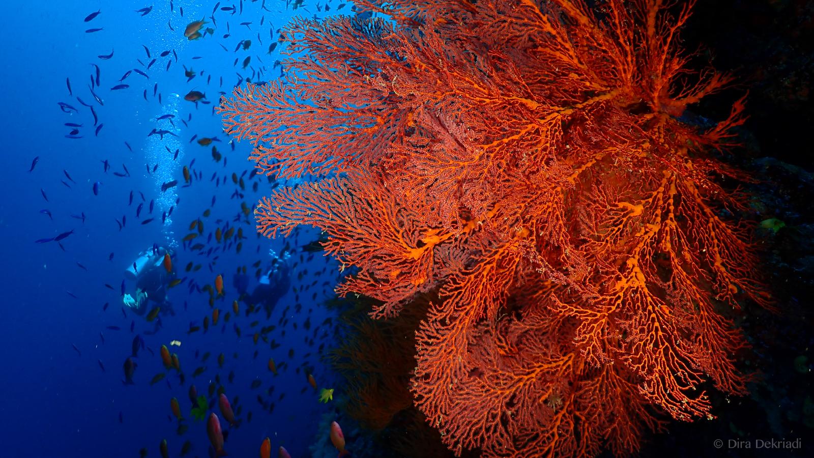 Red Gorgonian