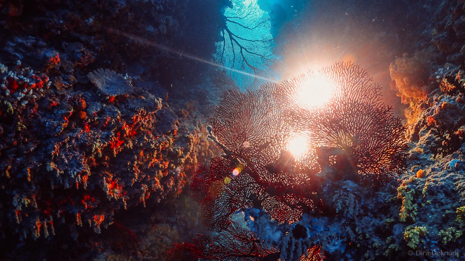 Swim Through