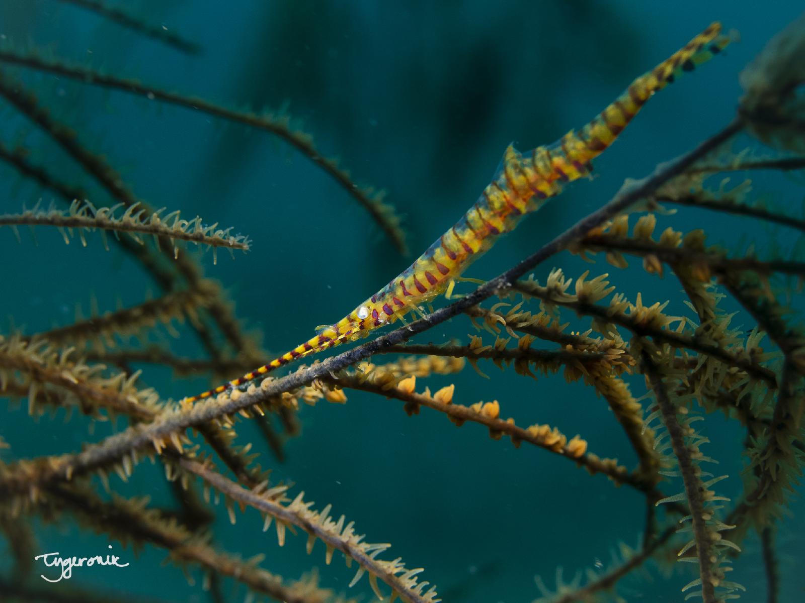 Banded Tozeuma Shrimp