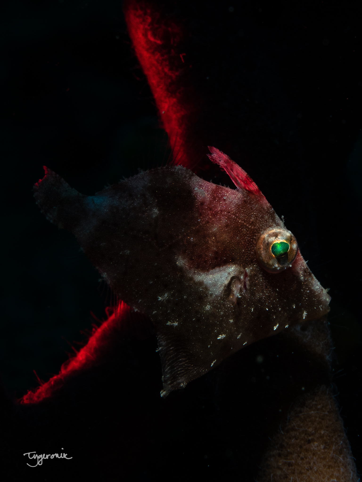 File Fish