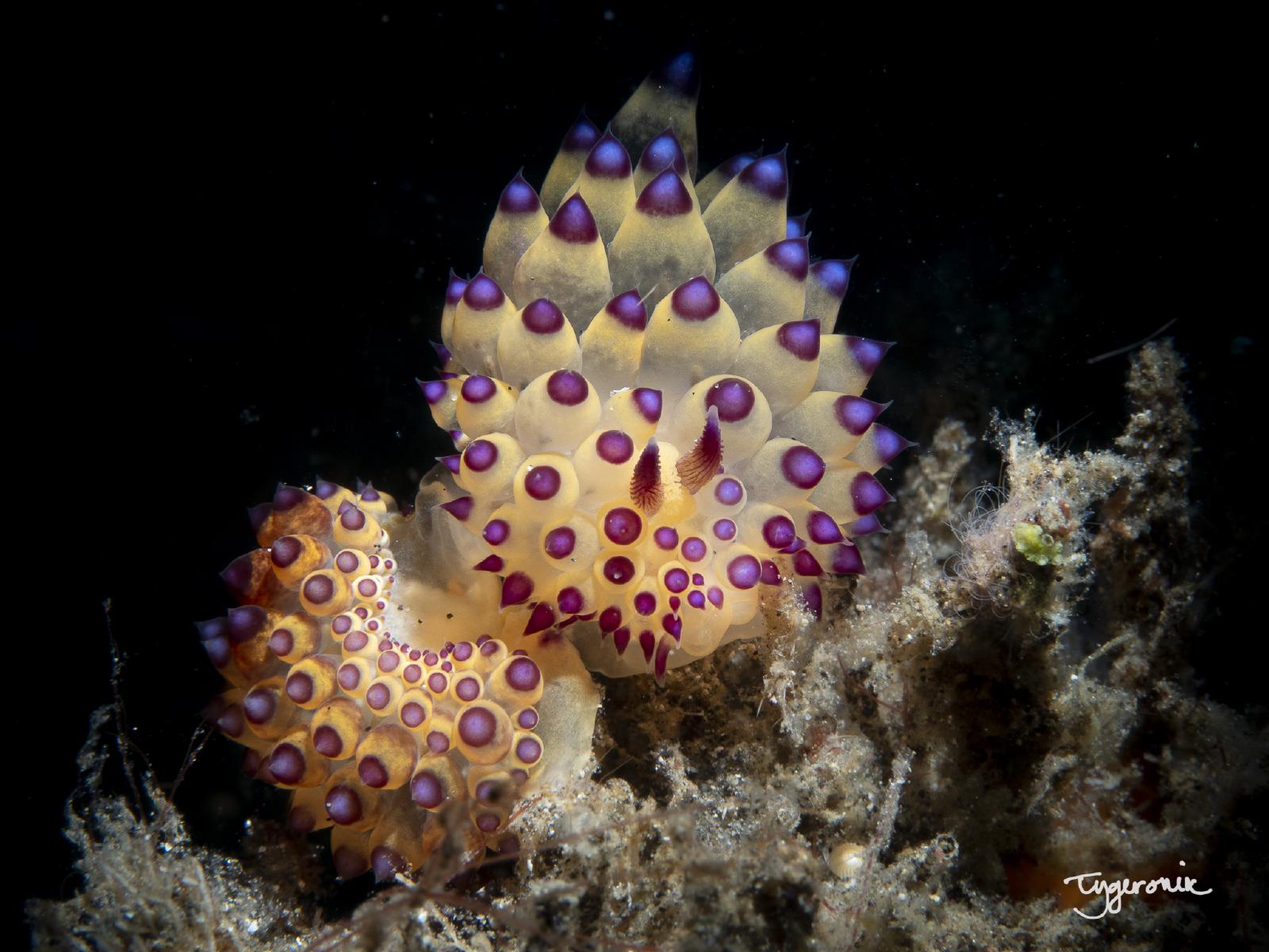 Janolus nudibranch