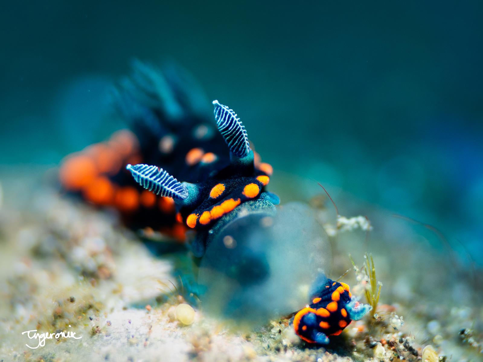 Nembrotha Play Time, OC 2023
