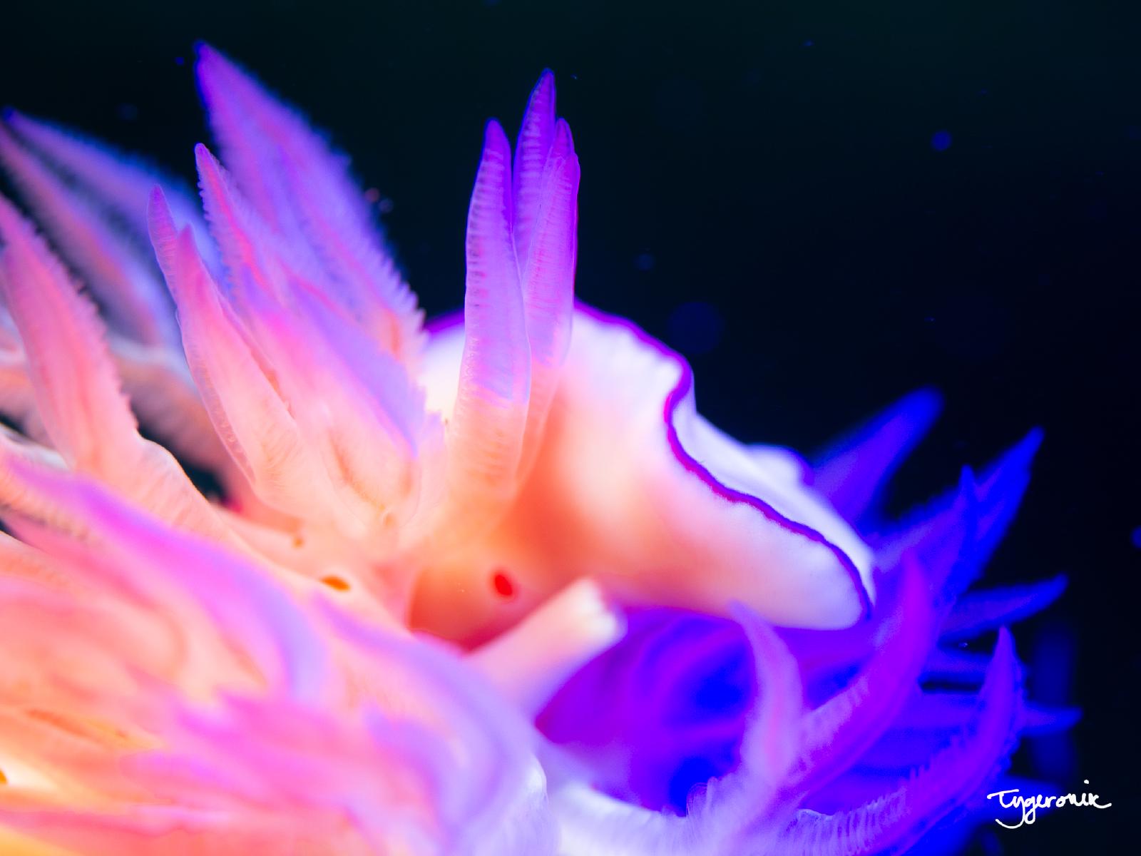Neon Lights Ceratosoma, OC 2023