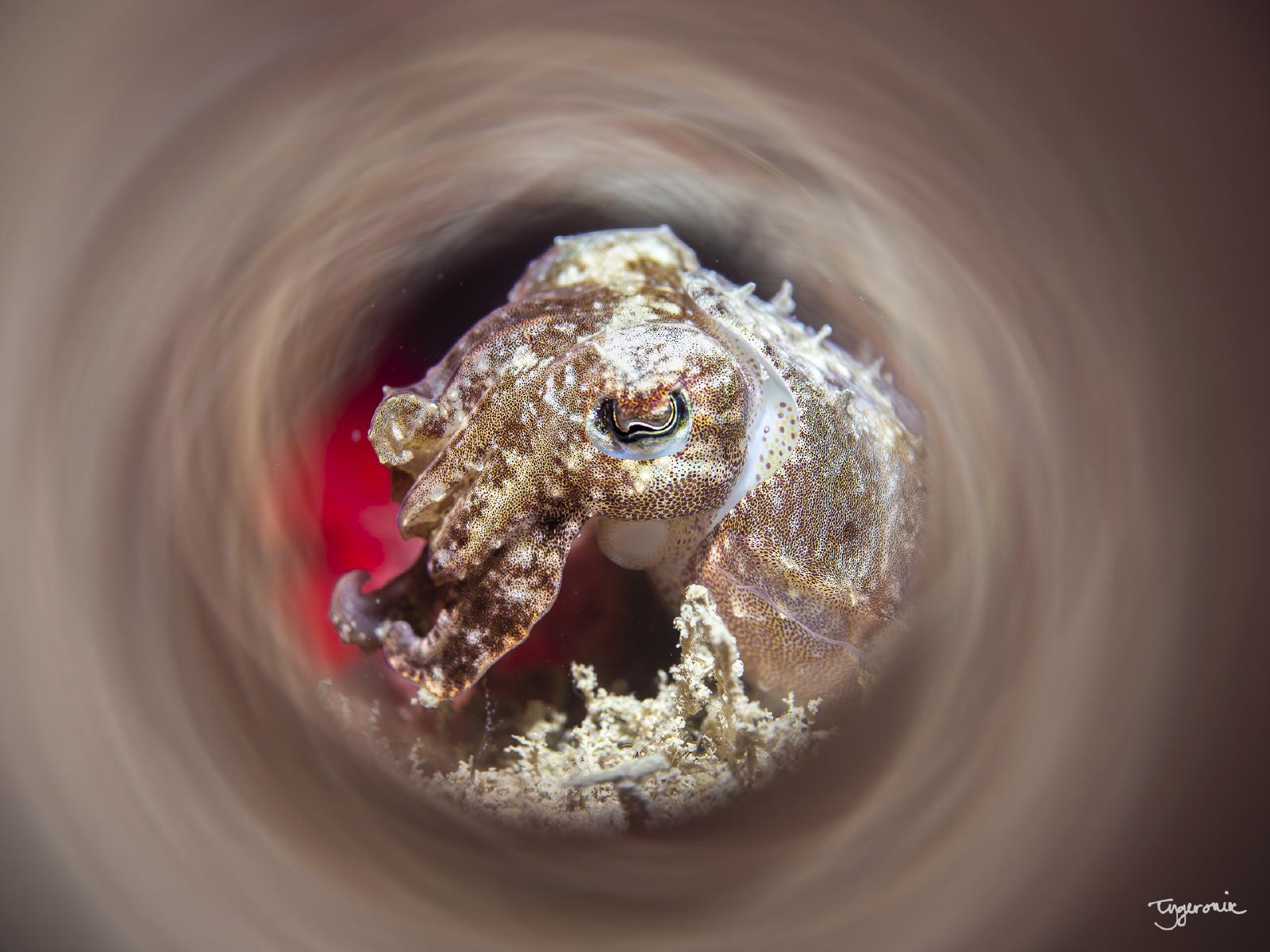 Cuttlefish shot using saga tube