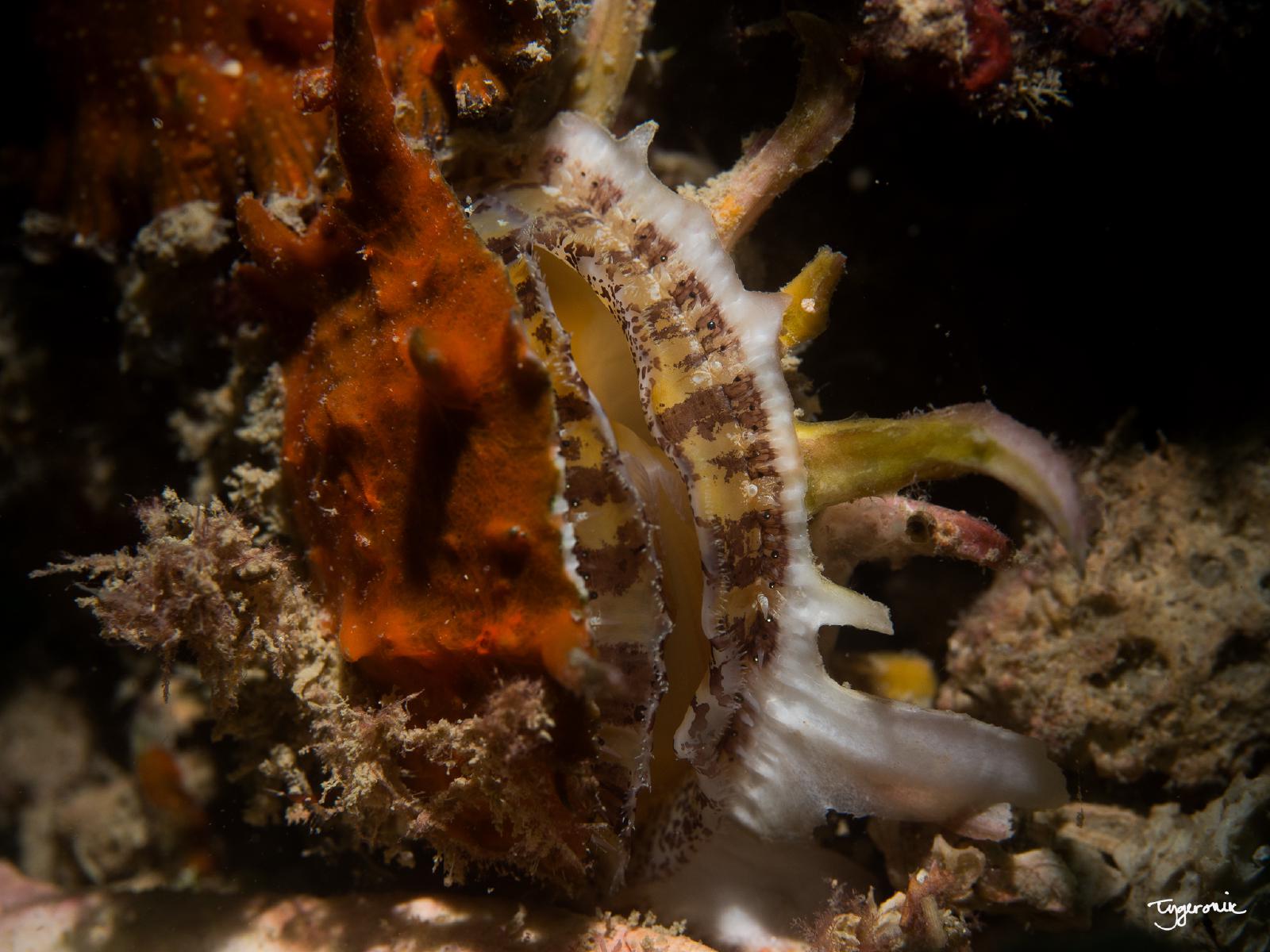 Clam