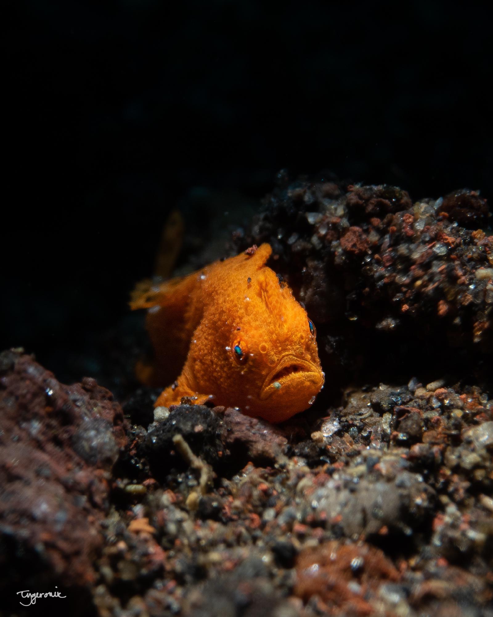 Angy Frogfish