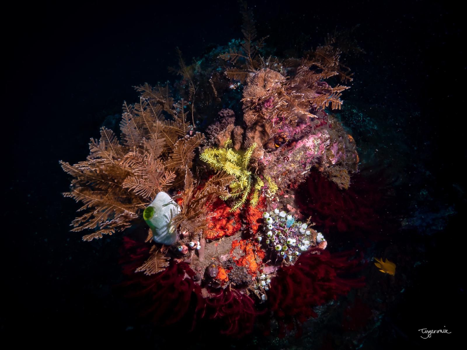 Coral