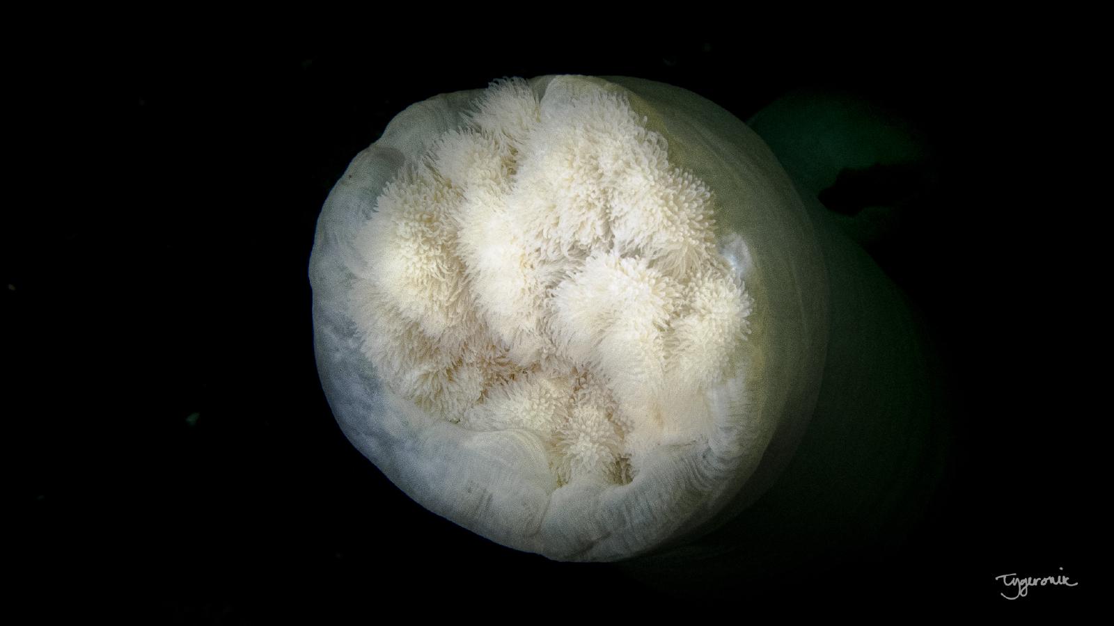 Plumose Anemone