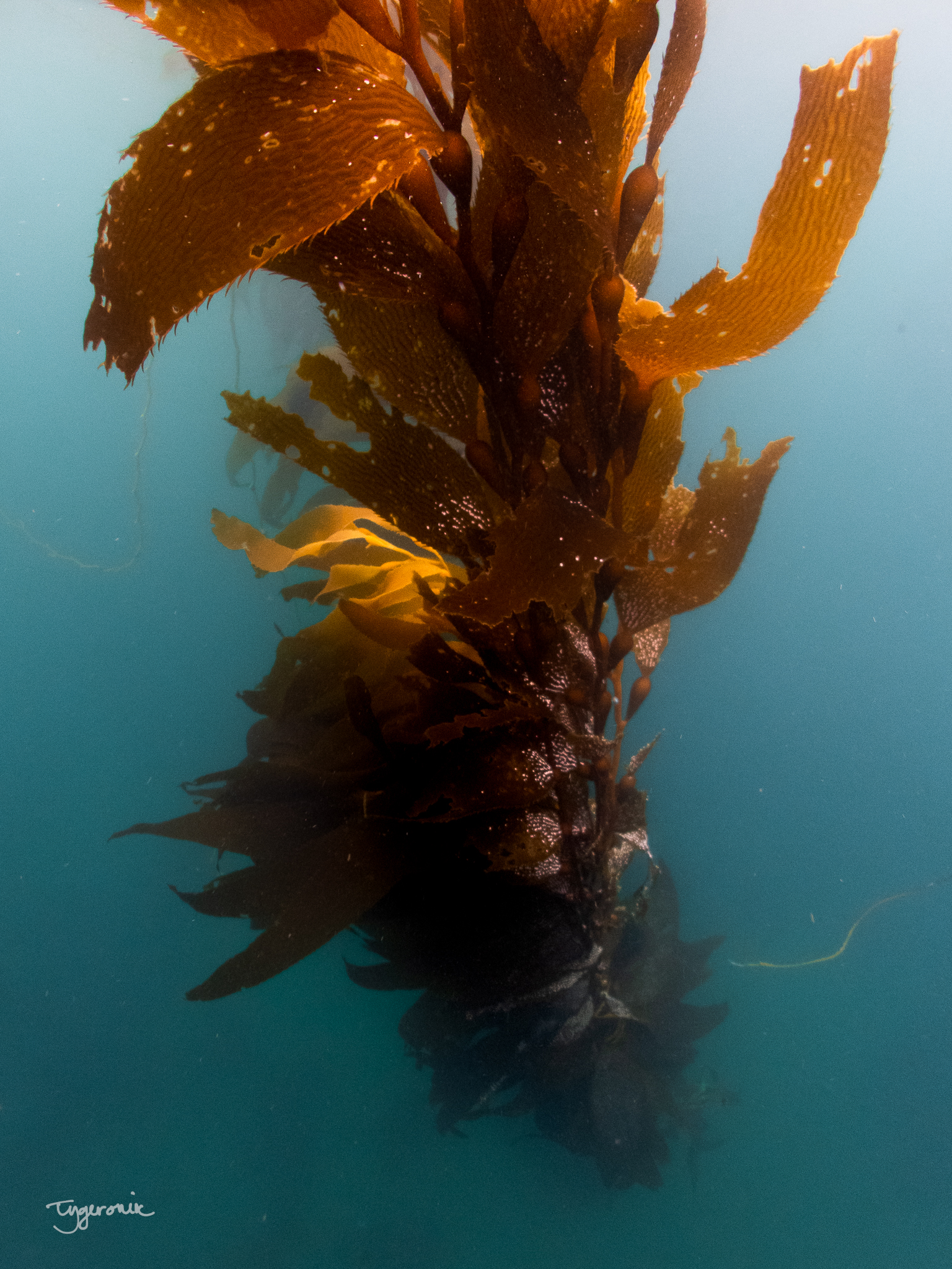 Giant Kelp