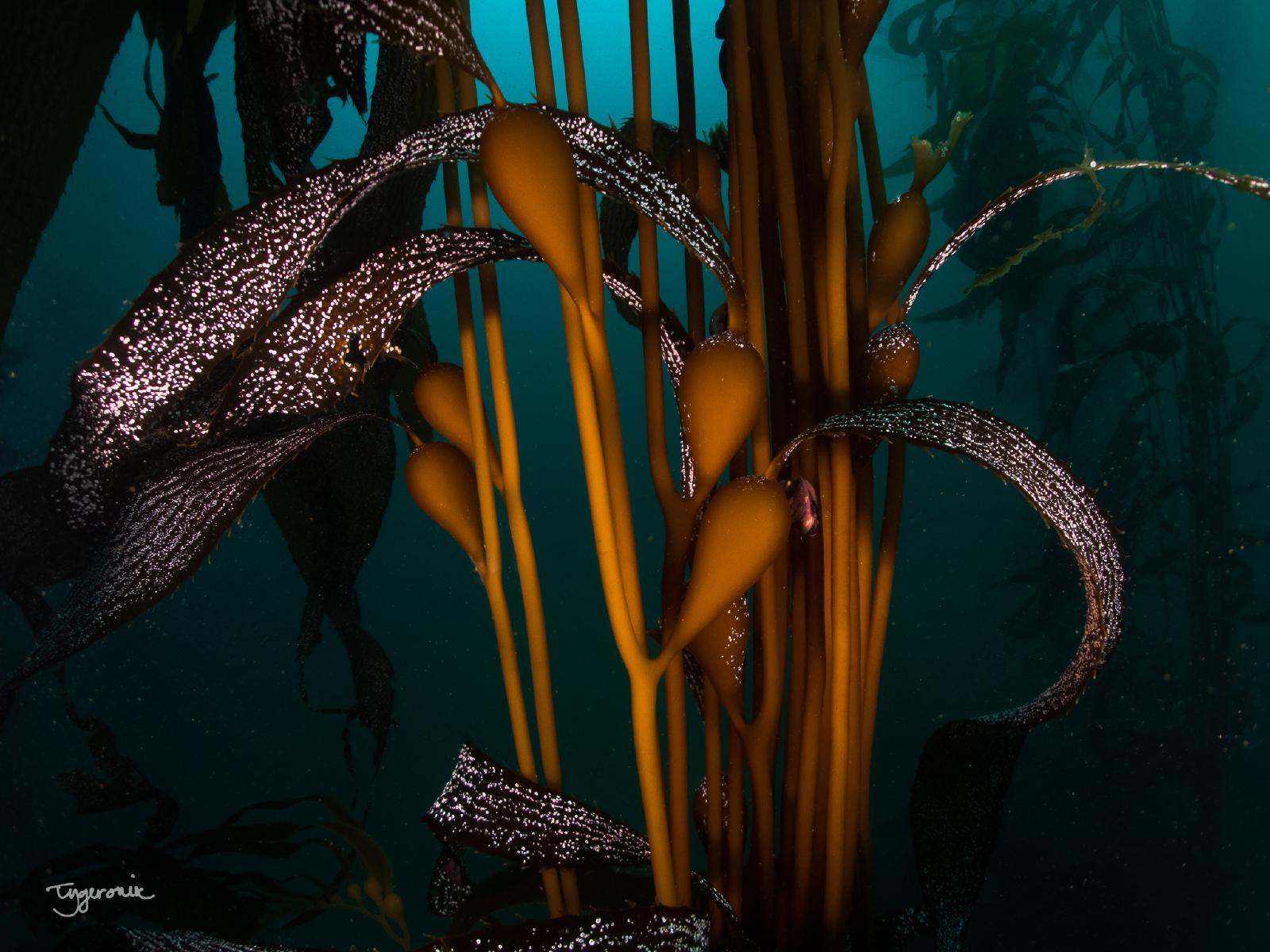 Kelp Beauty