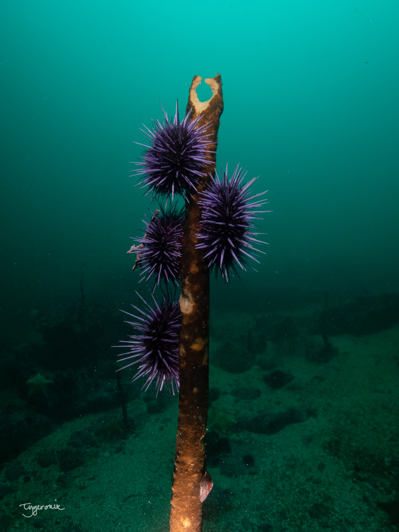 Purple Sea Urchin