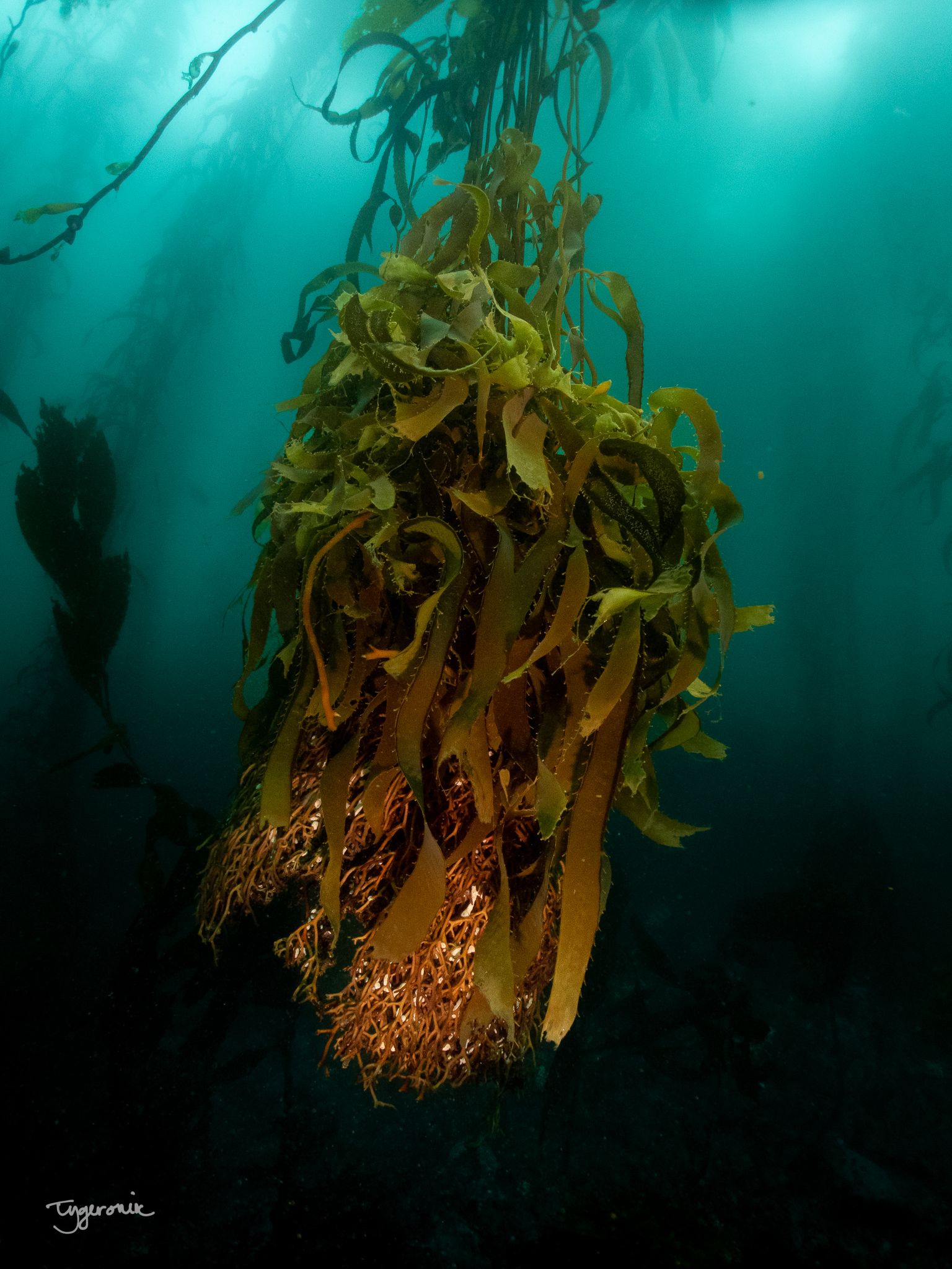 Pt Lobos, Root Ball