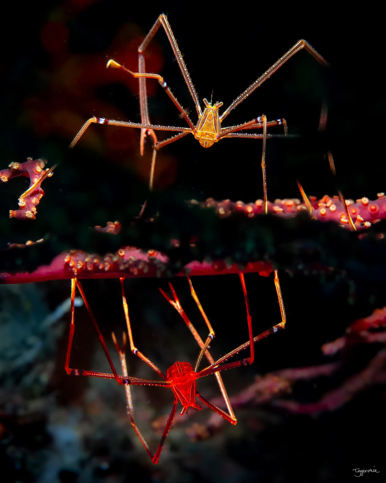 Spider Shrimp