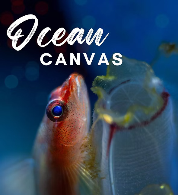 Ocean Canvas Workshop: 2023